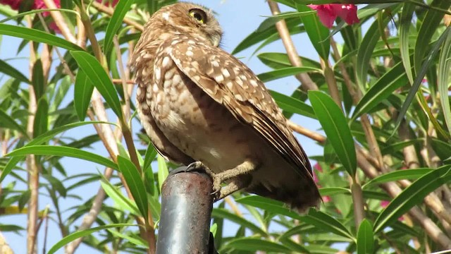 Burrowing Owl (guadeloupensis Group) - ML200791621