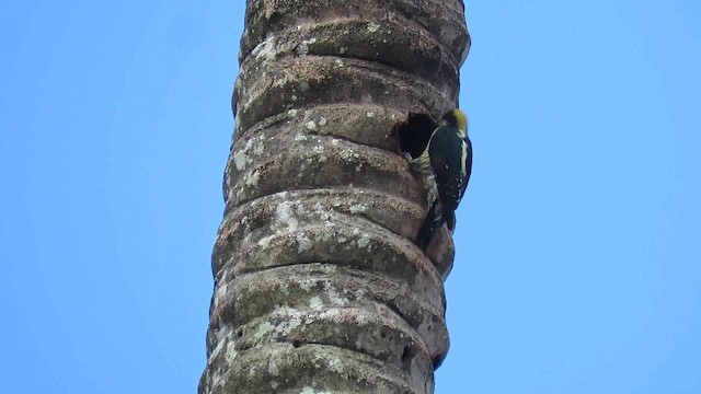 Golden-naped Woodpecker - ML200791991