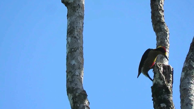 Golden-naped Woodpecker - ML200792001