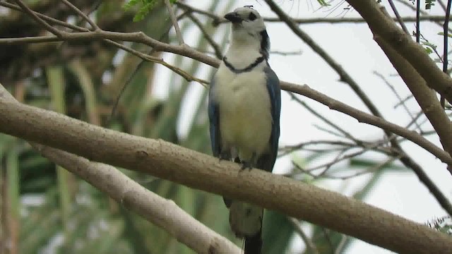 White-throated Magpie-Jay - ML200792161