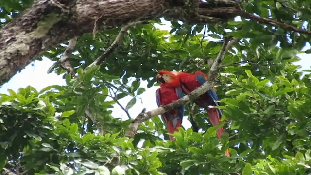 Red-and-green Macaw - ML200793051