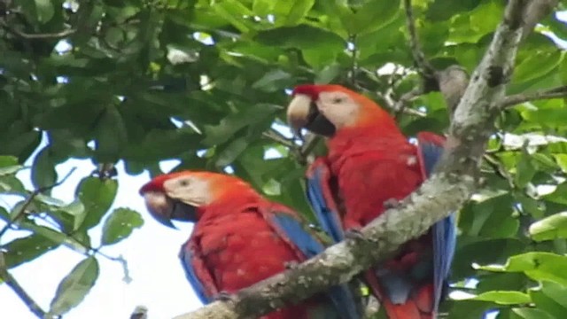 Red-and-green Macaw - ML200793071