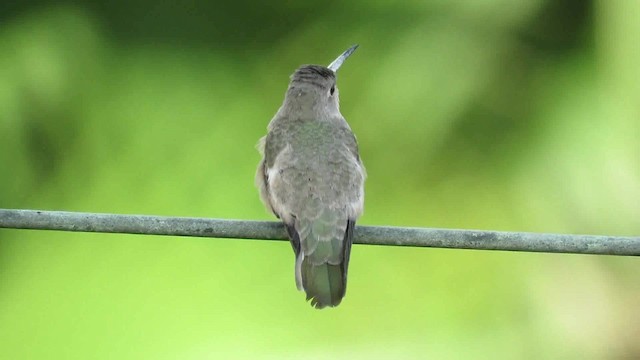 kolibřík rusoprsý - ML200793431