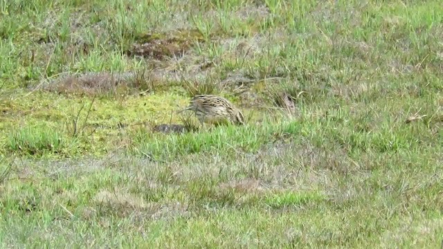Eastern Meadowlark (Eastern) - ML200793551