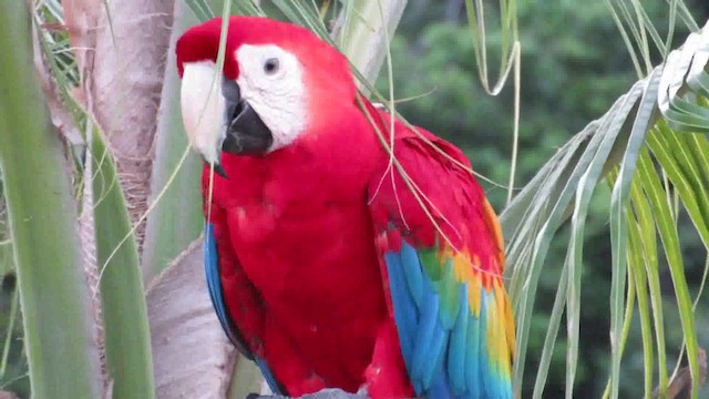 Scarlet Macaw - ML200793881