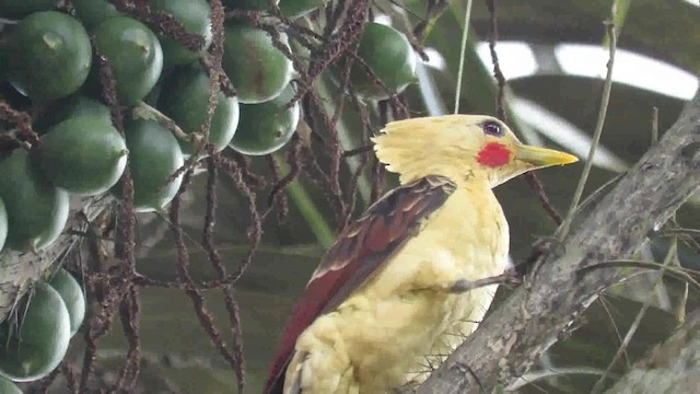 Cream-colored Woodpecker - ML200793941