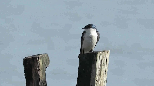 White-winged Swallow - ML200794071