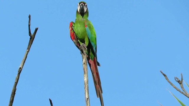 Chestnut-fronted Macaw - ML200794171