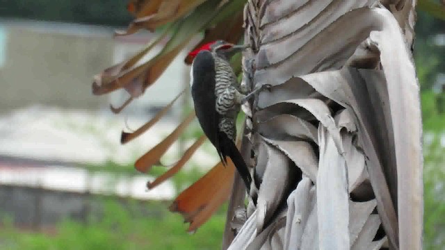 Lineated Woodpecker (Lineated) - ML200794181