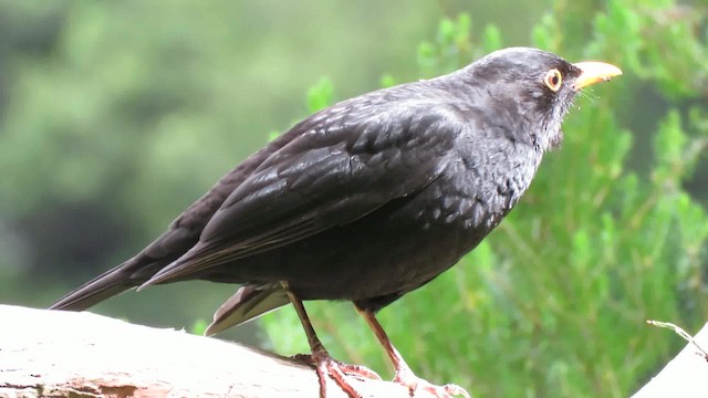 Eurasian Blackbird - ML200794361