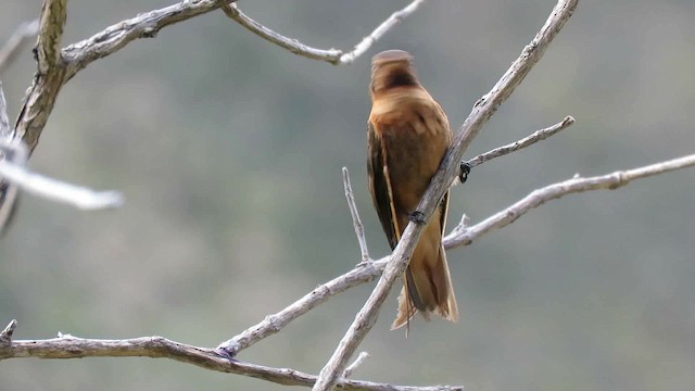 kolibřík duhovohřbetý - ML200795071
