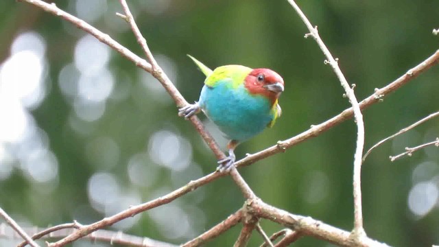 Bay-headed Tanager (Bay-and-blue) - ML200795411