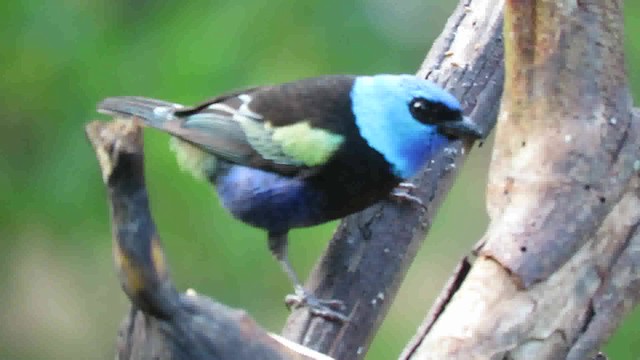 Blue-necked Tanager - ML200795421