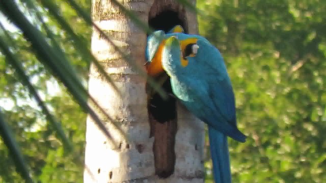 Blue-and-yellow Macaw - ML200795681