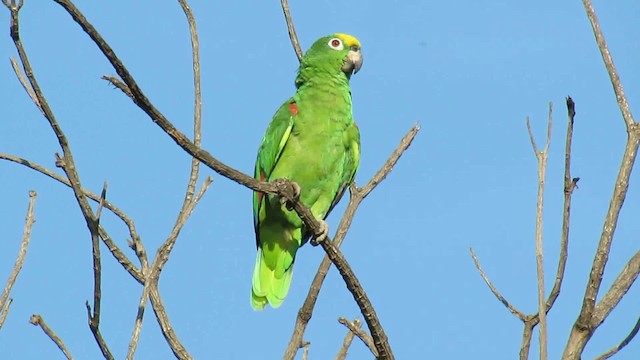 Yellow-crowned Parrot - ML200795791