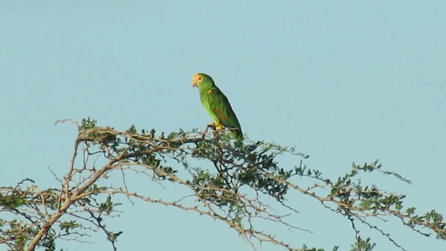 Yellow-shouldered Parrot - ML200795851