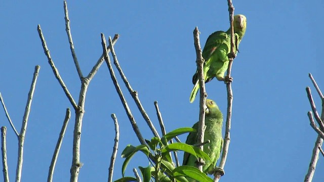 Yellow-shouldered Parrot - ML200795911