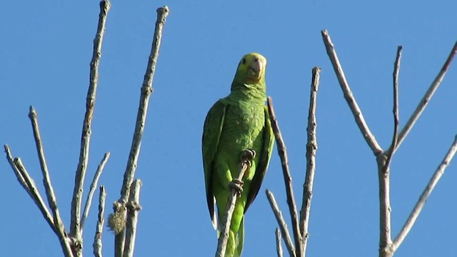 Yellow-shouldered Parrot - ML200795921