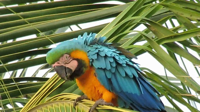 Blue-and-yellow Macaw - ML200795971