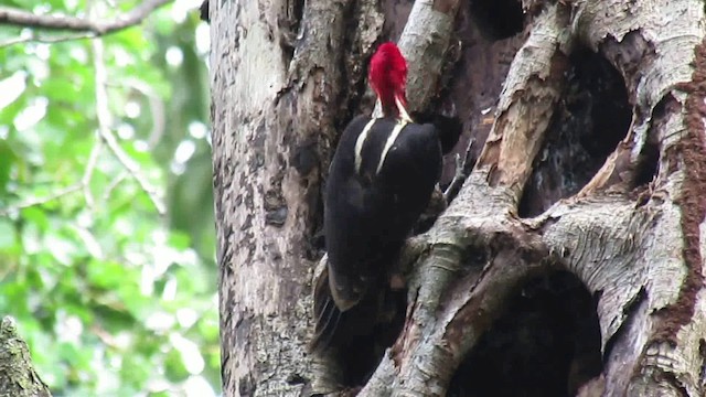 Pale-billed Woodpecker - ML200796111