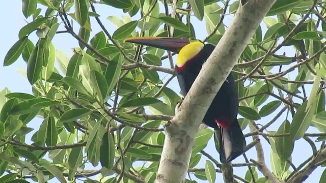 Yellow-throated Toucan (Chestnut-mandibled) - ML200796161
