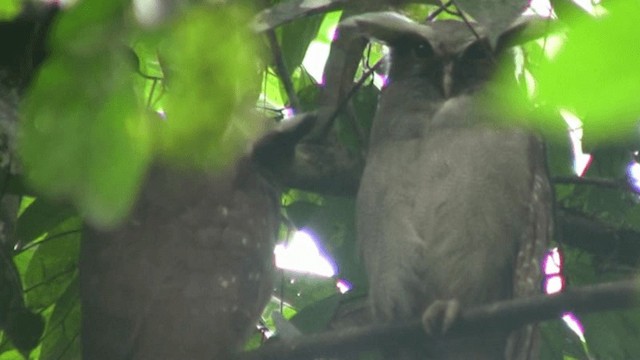 Crested Owl - ML200798011