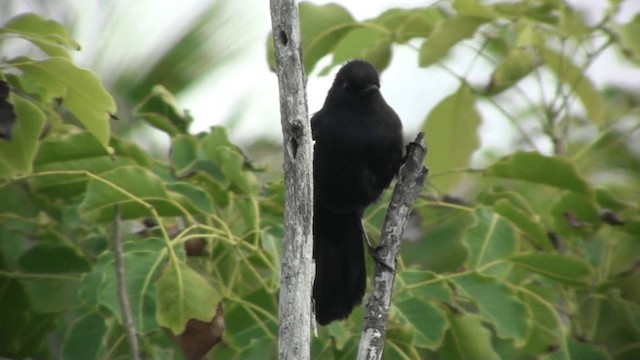 Black Catbird - ML200798331