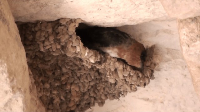 Cave Swallow - ML200798441