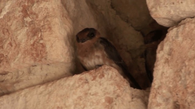 Cave Swallow - ML200798461