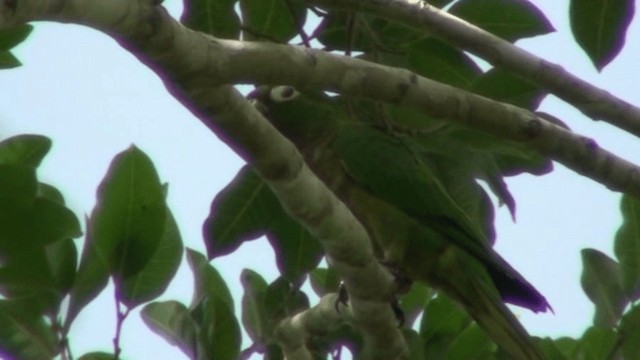 Olive-throated Parakeet (Aztec) - ML200798801
