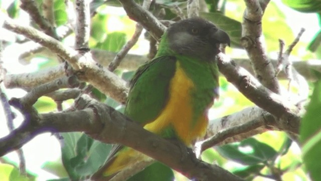 Senegal Parrot - ML200798891