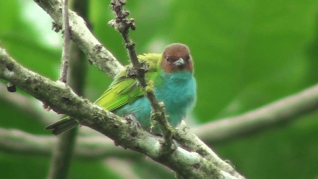 Bay-headed Tanager (Bay-and-blue) - ML200799001