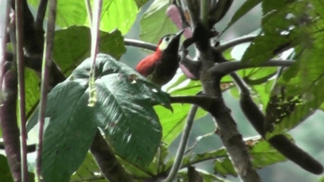 Crimson-mantled Woodpecker (Crimson-mantled) - ML200799161