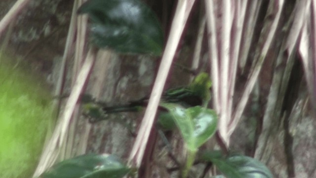 Emerald Tanager - ML200799231