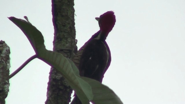Guayaquil Woodpecker - ML200799461
