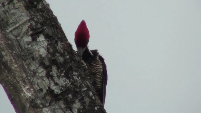 Guayaquil Woodpecker - ML200799471