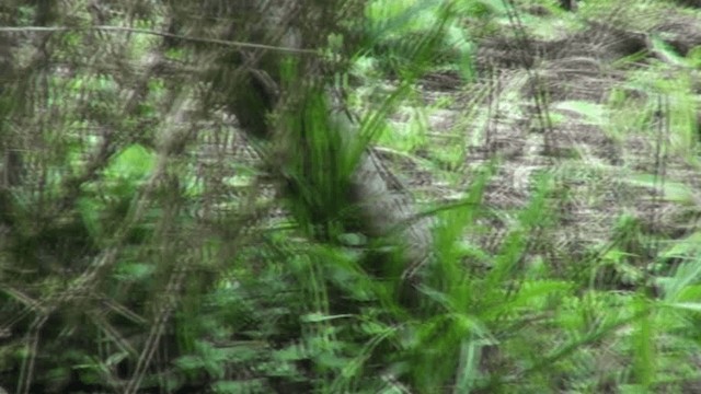 holub bledoprsý - ML200799631