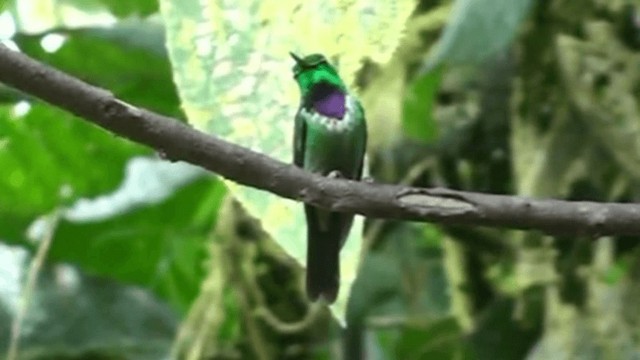 Пурпурногрудый колибри - ML200799641
