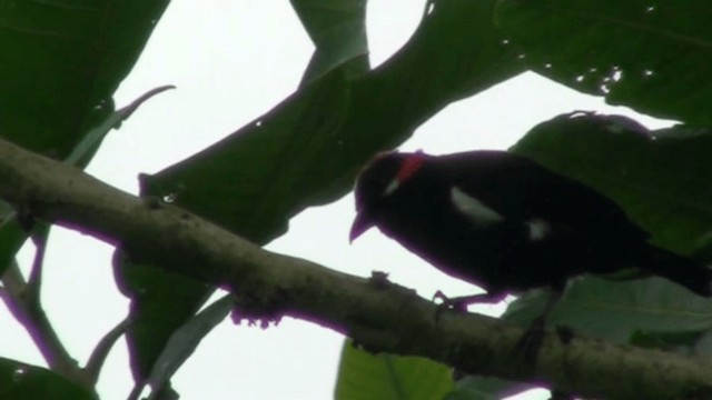 Scarlet-browed Tanager - ML200799781