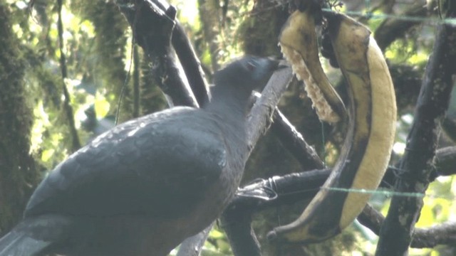 Sickle-winged Guan - ML200799831