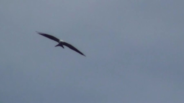 Swallow-tailed Kite - ML200799851