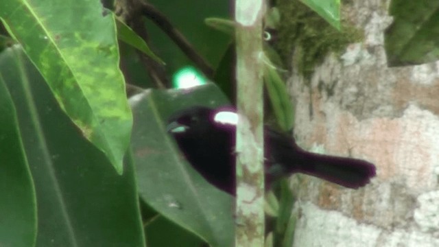 White-shouldered Tanager - ML200799971