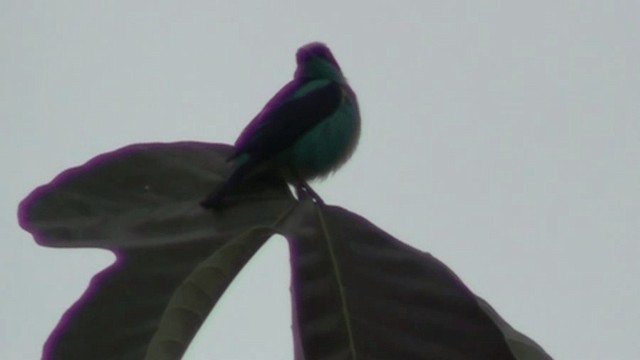 Black-faced Dacnis (Yellow-tufted) - ML200800051
