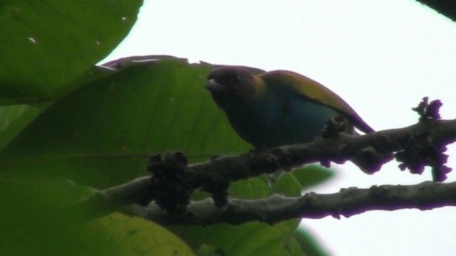 Bay-headed Tanager (Bay-and-blue) - ML200800091