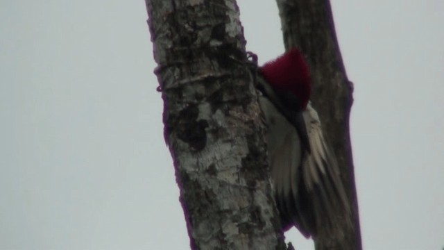 Guayaquil Woodpecker - ML200800281