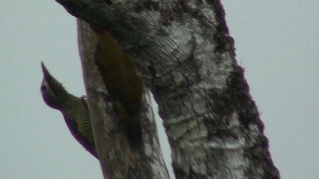 Golden-olive Woodpecker - ML200800291