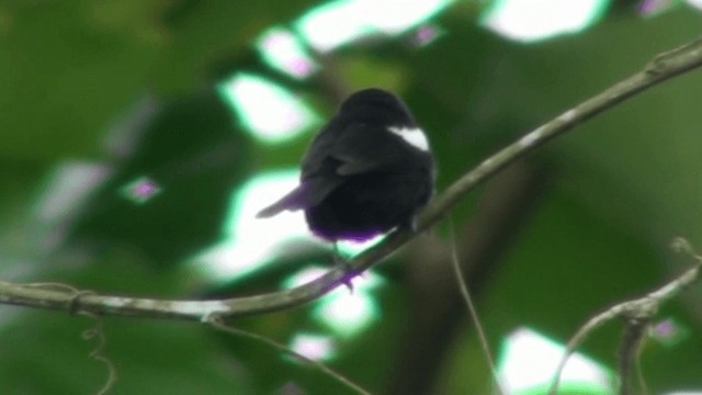 White-shouldered Tanager - ML200800361