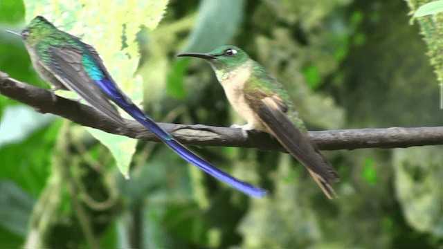 Violet-tailed Sylph - ML200800421