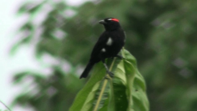 Scarlet-browed Tanager - ML200800471