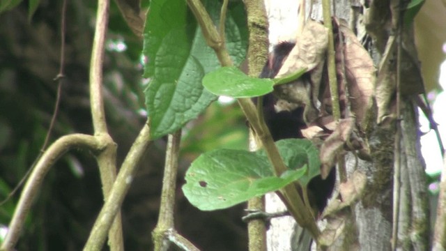arassari pestrý (ssp. erythropygius) - ML200800571